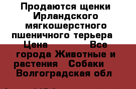 Продаются щенки Ирландского мягкошерстного пшеничного терьера › Цена ­ 30 000 - Все города Животные и растения » Собаки   . Волгоградская обл.